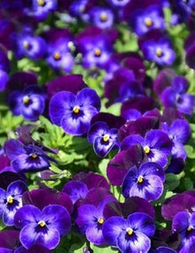 Navy Blue Swiss Giant Ullswater Purple Seeds for a lasting display in the Perennial Garden Design