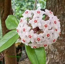 Hoya Hoya Carnosa flower Seeds for growers filling out the indoor pots and vertical garden arrangements
