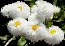 Bellis Perennis White Daisy Seeds for gardeners building out beds and borders