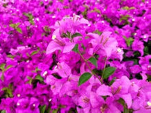 Bougainvillea Spectabilis Plant Seeds for bright climbing flowers