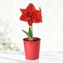 Amaryllis Seeds for gardeners building out beds and borders