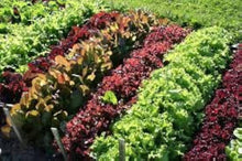 Ice Leaf Lettuce Seeds (Lactuca sativa) for a fresh homegrown crop from the Cool Season Garden
