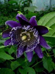 Dark Purple Passion Seeds (Passiflora incarnata) known for tropical Climbing Vine Planting