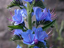 Viper’s Bugloss Echium Vulgare Natternkopf Seeds for colorful blooms in the Pollinator Wildflower Beds