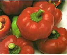 Topepo Rosso Pepper Seeds for growers stocking the Garden Planting