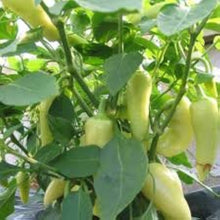 Santa Fe Grande Pepper Seeds valued by growers for spicy, Flavorful Peppers