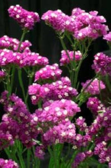Annual Perenial Limonium Sinuatum Rose Flower Statice Seeds for reliable seasonal color