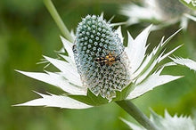 Alpine Sea Holly Seeds (Eryngium spp.) for growers filling out the rock gardens and pollinator beds