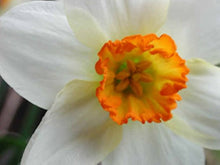 Narcissus Seeds for seasonal color across the Spring Garden