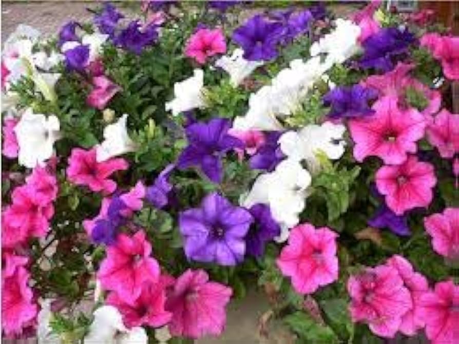 Shanin Violette Petunia Wildflower Purple-Pink - for planting in home garden