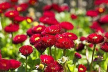 English Daisy Red Seeds (Bellis perennis) for a colorful addition to any planting