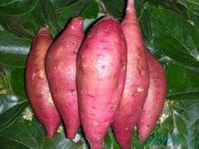 Giant Sweet Potato Ipomoea Batatas Seeds for growers stocking a kitchen garden