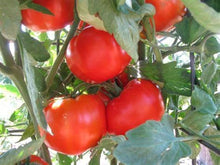 Homestead Tomato Seeds (Solanum lycopersicum) for productive rows in the Vegetable Patch & Urban Garden