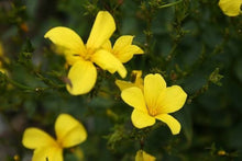 Heirloom Golden Flax Seeds for colorful blooms in the Yellow Linseed Flower Garden