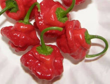 Jamaica Tribe Red Scotch Bonnet Hot Pepper Seeds for growers stocking a kitchen garden