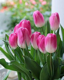 Bonsai Double Tulip Seeds (Tulipa spp.) for long-term planting in the Garden