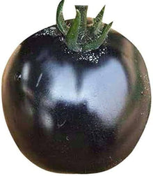 Giant Chocolate Tomato Seeds (Solanum lycopersicum) for a fresh homegrown crop from the Greenhouse or Home Garden