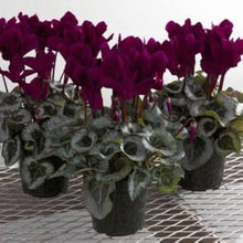 Cyclamen Seeds (Cyclamen spp.) for a bright addition to the Indoor Garden