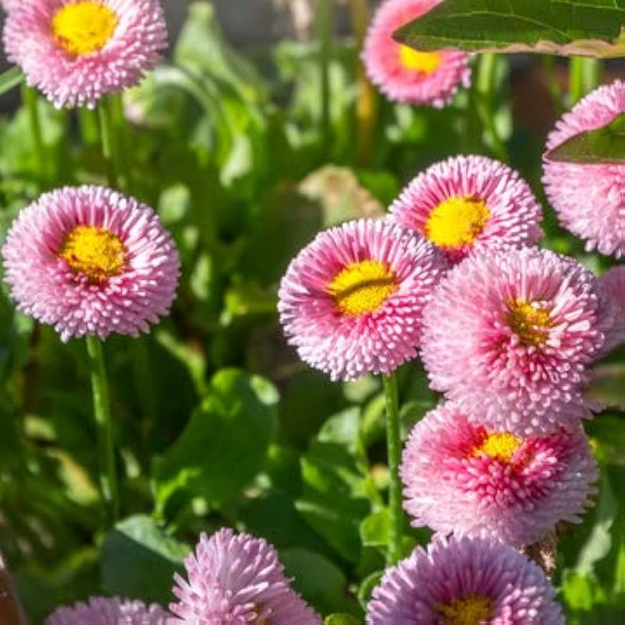Daisy Monstrosa (Bellis perennis) double mix seeds for planting in home garden