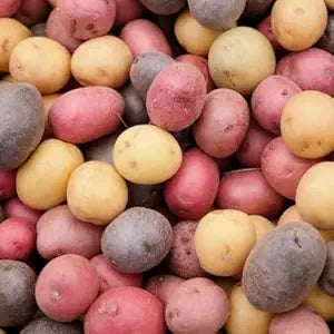 Potato Solanum tuberosum for planting in vegetable patch