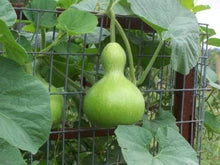 Calabash Long Squash Seeds (Lagenaria siceraria) for growers stocking the Vegetable Patch