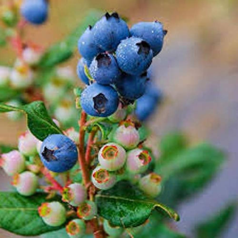 Super Sweet Blueberry Vaccinium corymbosum seeds for planting in fruit garden