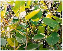 Plant Seeds (Kennedia nigricans) for growers stocking the Flower Bed