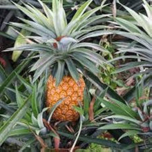 Pineapple Seeds (Ananas comosus) for a lasting display in the home garden flower bed