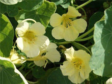 Nasturtium Yetti Creamy White Seeds for reliable seasonal color