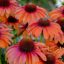 Echinacea Seeds (Purpurea light) for a homegrown harvest from the Echinacea orange flower bed pollinator garden