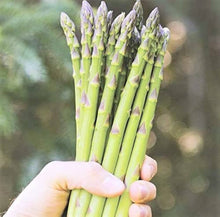 Asparagus Seeds (Asparagus officinalis) for growers stocking the Kitchen Garden
