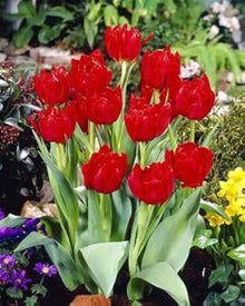 Tulip Seeds (Tulipa gesneriana) for a bright addition to the Home Garden