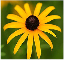 Black Eyed Susan Seeds (Rudbeckia hirta) for reliable seasonal color