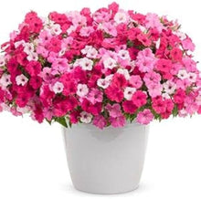 Pelleted Petunia Celebrity Strawberry Ice Seeds for growers wanting a homegrown harvest
