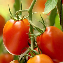 Roma VF Paste Tomato Seeds prized among growers for thick Sauces & Canning