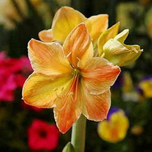 Amaryllis Seeds (Hippeastrum spp.) for colorful blooms in the White Sunrise Indoor Garden