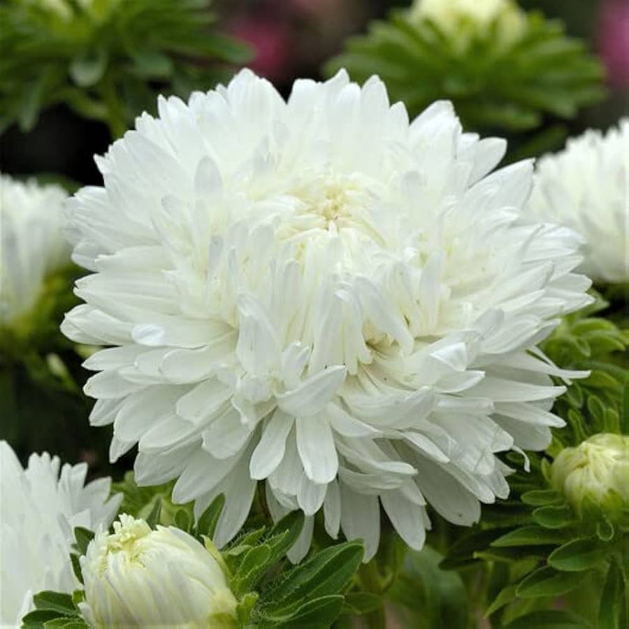White Peony Paeonia lactiflora white flower seeds for home garden use - for planting in home garden