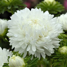 White Peony Flower Seeds for elegant, pure garden blooms