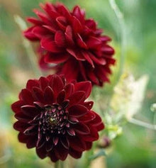 Dahlia Seeds for a colorful addition to any planting