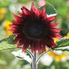 Mini Rainbow Sunflower Seeds for growers seeking a long-blooming display