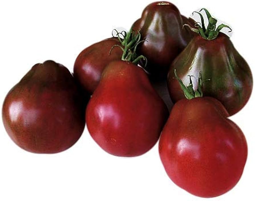 Black Trifele Tomato – Solanum lycopersicum – for vegetable garden
