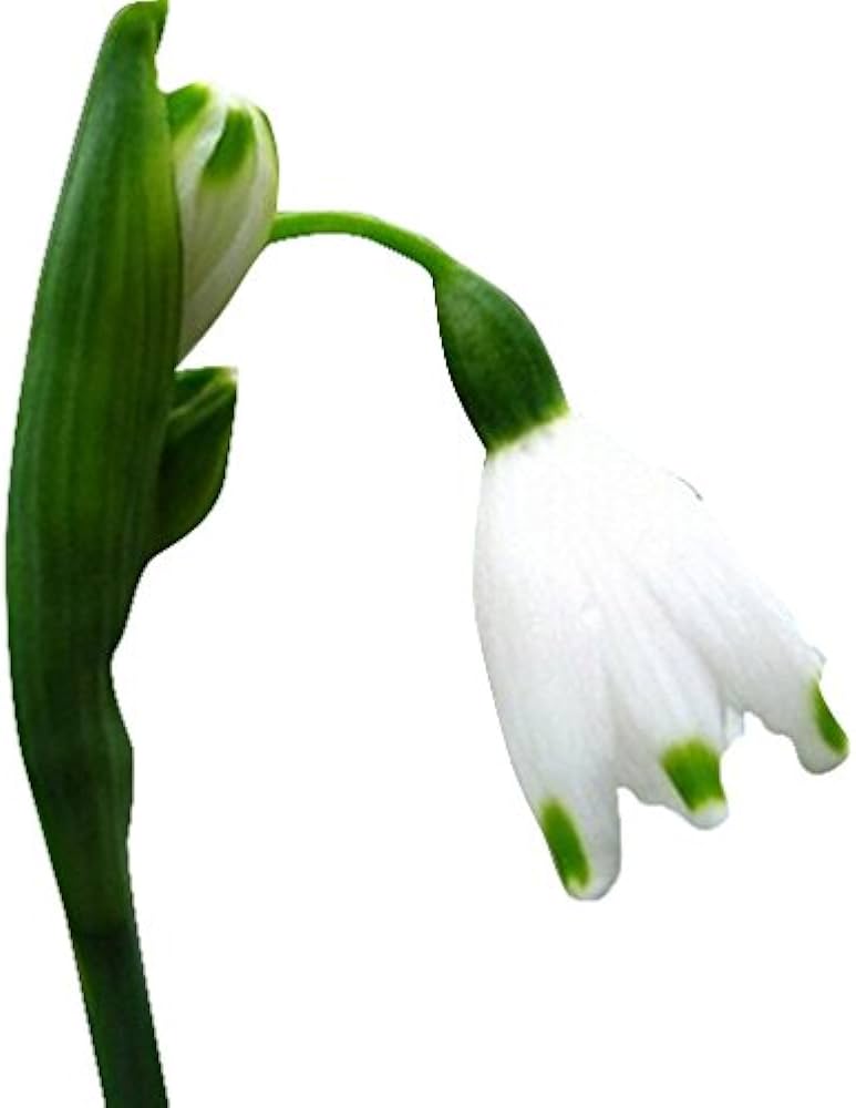 Snowdrop Flower Galanthus nivalis for planting in urban garden or home garden