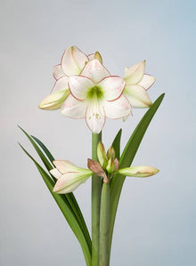 Lily Lilium Hybrida Older Perfume Seeds prized for home Seasonal Displays