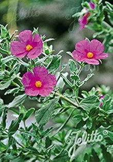 Tauric Rock Rose Seeds (Helianthemum tauricum) for a lasting display in the Rock Garden