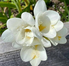 White Freesia Indoor Potted Seeds for gardeners building out beds and borders