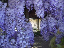 Wisteria Sinensis Seeds for a colorful addition to any planting