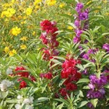 Mixed Seeds for growers filling out the Flower Bed