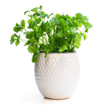 Green Coriander Plants for a fragrant addition to the herb patch