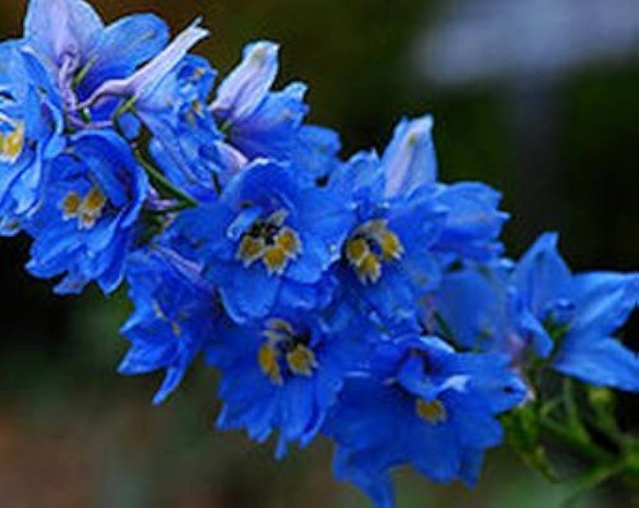 Consolida Fancy Blue and Purple Delphinium seeds â€“ tall spire flowers