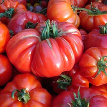 German Tomato Seeds (Solanum lycopersicum) for a reliable harvest in the Vegetable Patch